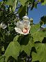 Hibiscus paramutabilis